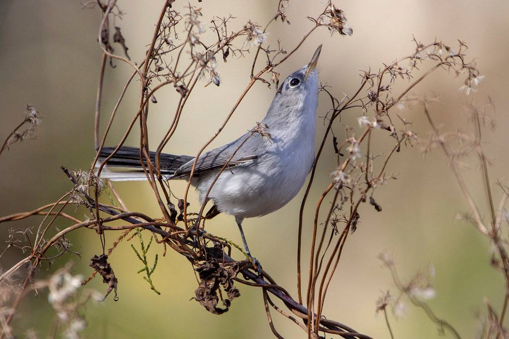 Blue-gray Gnatcatcher by DFChurch is licensed under CC BY-NC-ND 2.0